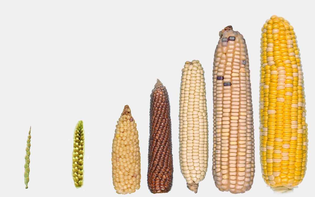 Progress of corn