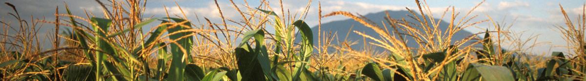 GMO crop corn