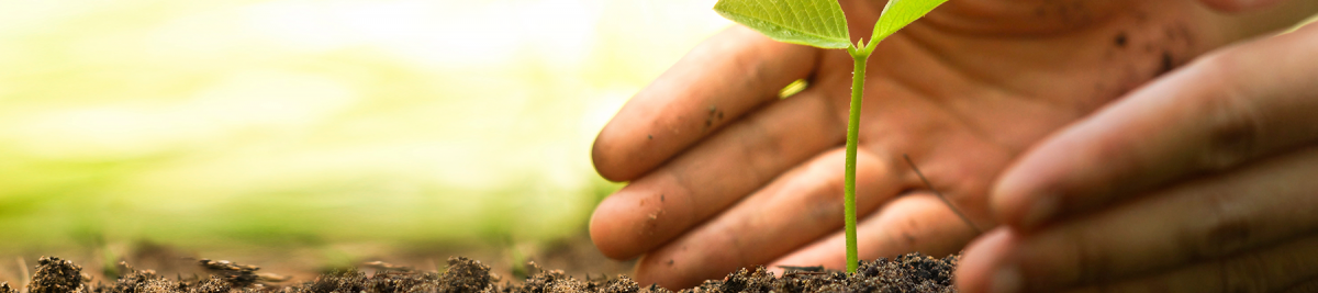 genetically modified organism