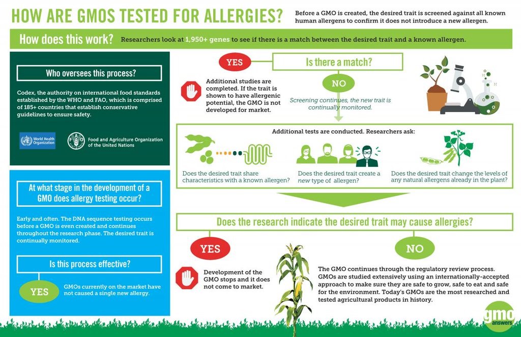 Do GMOs Cause Allergies? GMO Answers